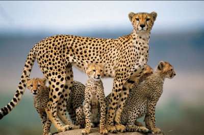 Интересные факты о гепардах