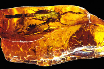 Янтарная могила организмов далеких времен...