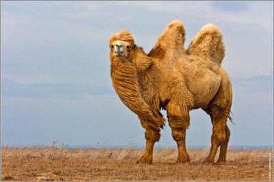 Почему верблюд плюется?