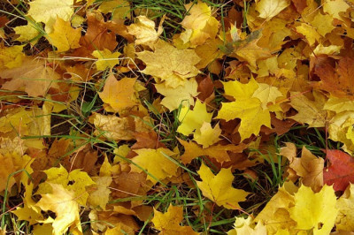 Что таится под опавшими листьями?