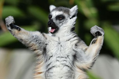Интересные факты про лемуров