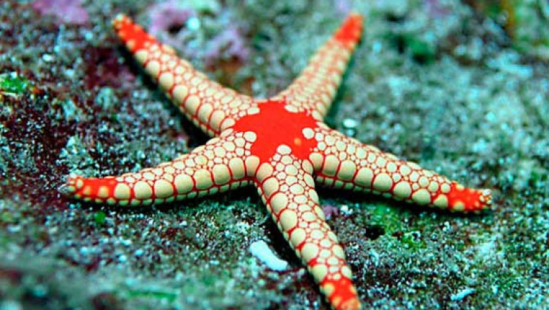 Морские звезды,обладающие великими способностями