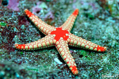 Морские звезды,обладающие великими способностями