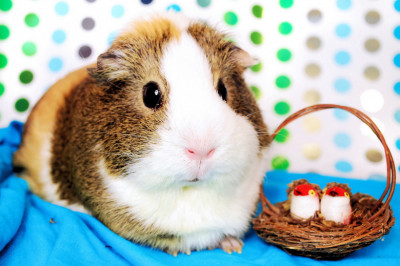 Почему морская свинка зовется именно морской?