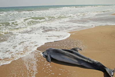 Зачем дельфины выбрасываются на берег?