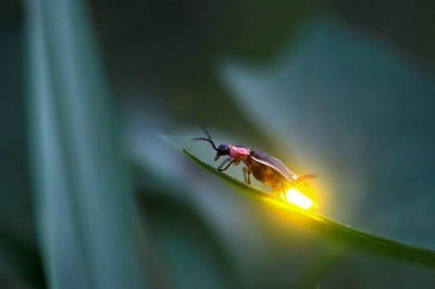 Как светятся светлячки?