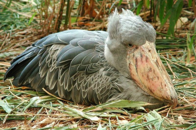 Кто такой китоглав?