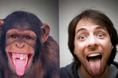 Почему обезьяны не превращаются в людей?