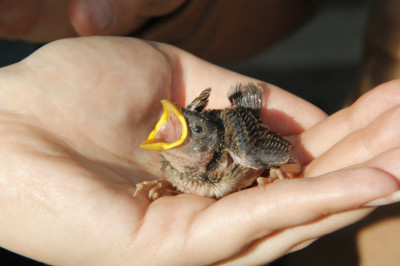 Как спасти птенца,выпавшего из гнезда?