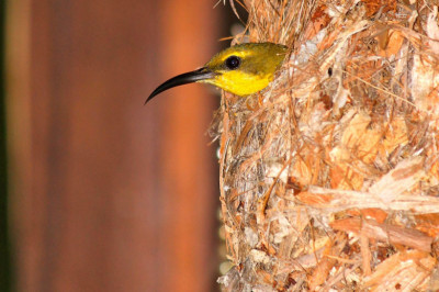 Как строят гнезда птицы из тропиков?