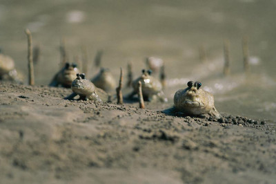 Кто такие рыбы-прыгуны?