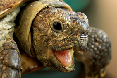 В чем секрет долголетия черепах ?