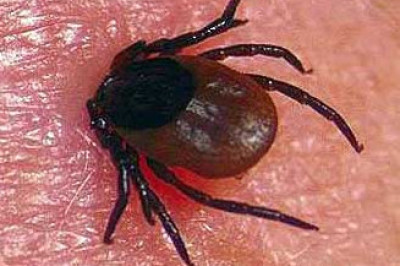 Зачем клещи кусаются?