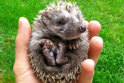 Что нужно знать,когда заводишь дома ежа