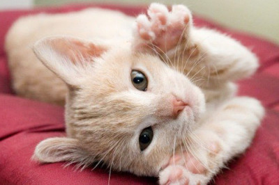 Интересные привычки кошек