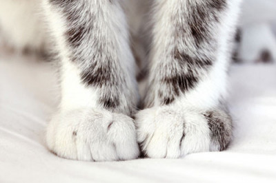 Почему кошка топчет лапами?