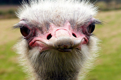 Интересные факты о страусе