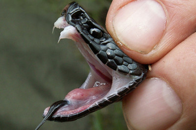 Создание универсального  средства против ядовитых укусов змей