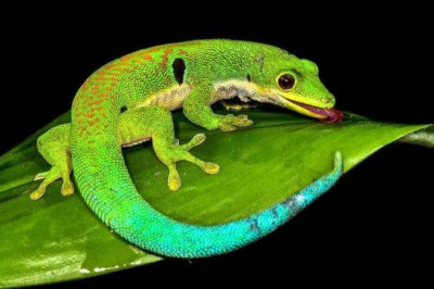 Уникальный камуфляж гекконов