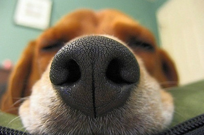 Какую пользу может приносить собачий нюх?