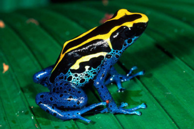 Осторожно- ядовитые лягушки!