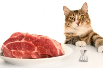 Где едят кошачье мясо?