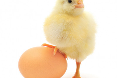 Любопытные факты о яйцах