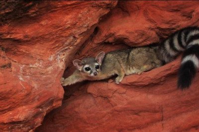 Что за  животное какомицли?