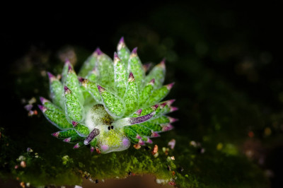Фантастически красивая «морская овца»