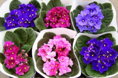 На какой части суши появились фиалки?