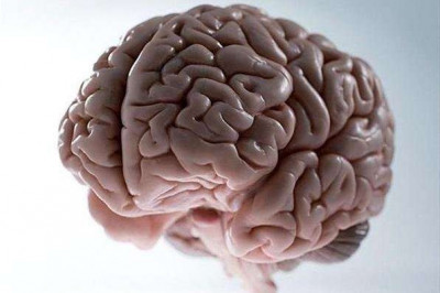 Зачем головному мозгу извилины и складки?