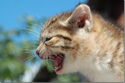 Кошки предсказательницы