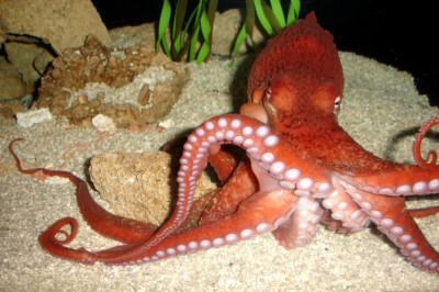 Кого в природе именуют самым глазастым?