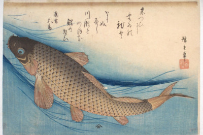 Откуда появился одомашненный карп?