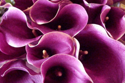 Какого цвета пурпур?