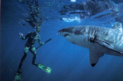 Кто несет угрозу акулам?