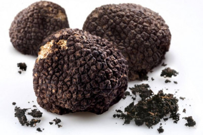 Интересные факты про трюфель