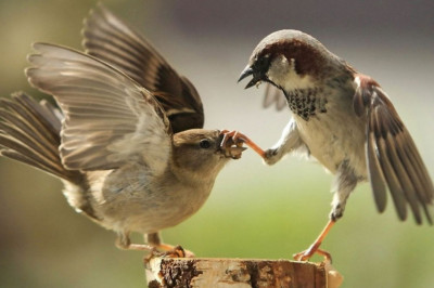 Чем интересны воробьи?