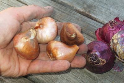 Как босяк съел луковицу тюльпана,стоившую 3 тысячи золотых монет