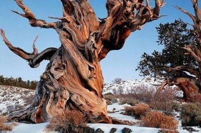 Как студент срубил древнейшее дерево на Земле...