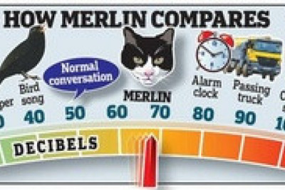 Самый громкий кот