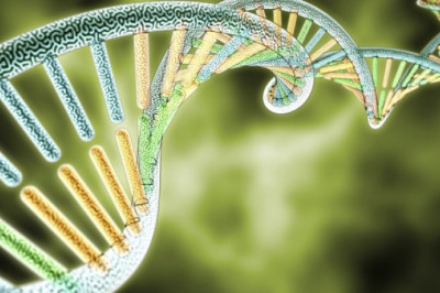 Клонирование существ- благо или риск?