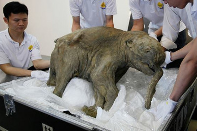 Возможно ли клонирование динозавров?