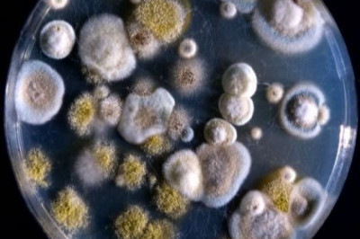 Как был открыт пенициллин?