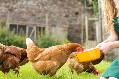 Как был открыт витамин с помощью кур?