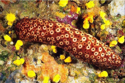 Кто такой морской огурец?