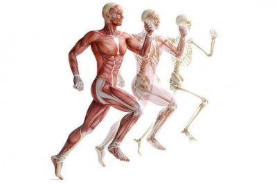 5 интересных фактов о мышцах