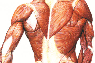 7 секретов о мышечной массе