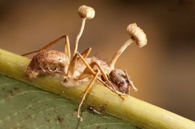 Как муравей становится зомби под влиянием гриба кордицепса?