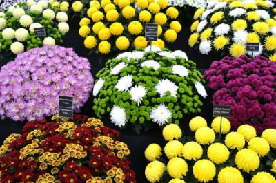 Что символизирует хризантема у Японцев?